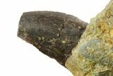 Serrated Tyrannosaur Tooth In Rock - Two Medicine Formation #145028-3